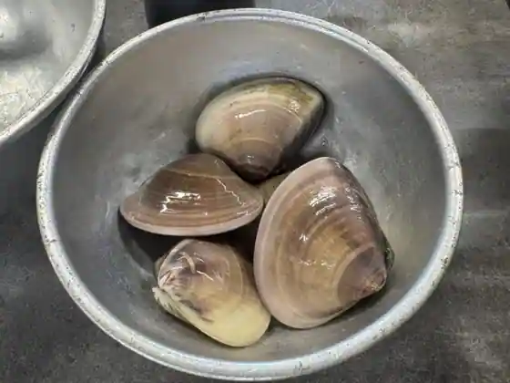 Yakihamaguri Hama Chaya Ko Shima