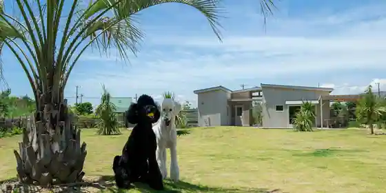 Dog Cottage Umi No Oto