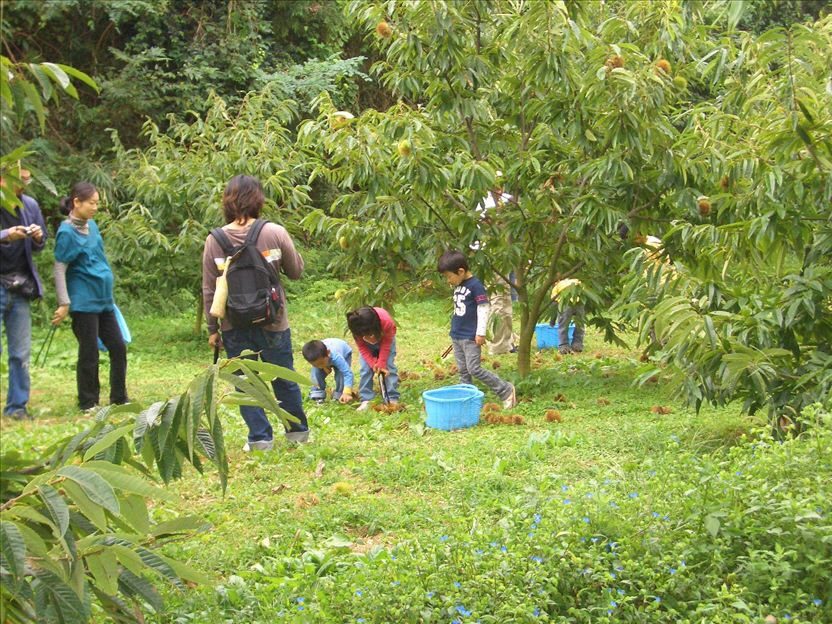 Suzuki-en Fruit Picking