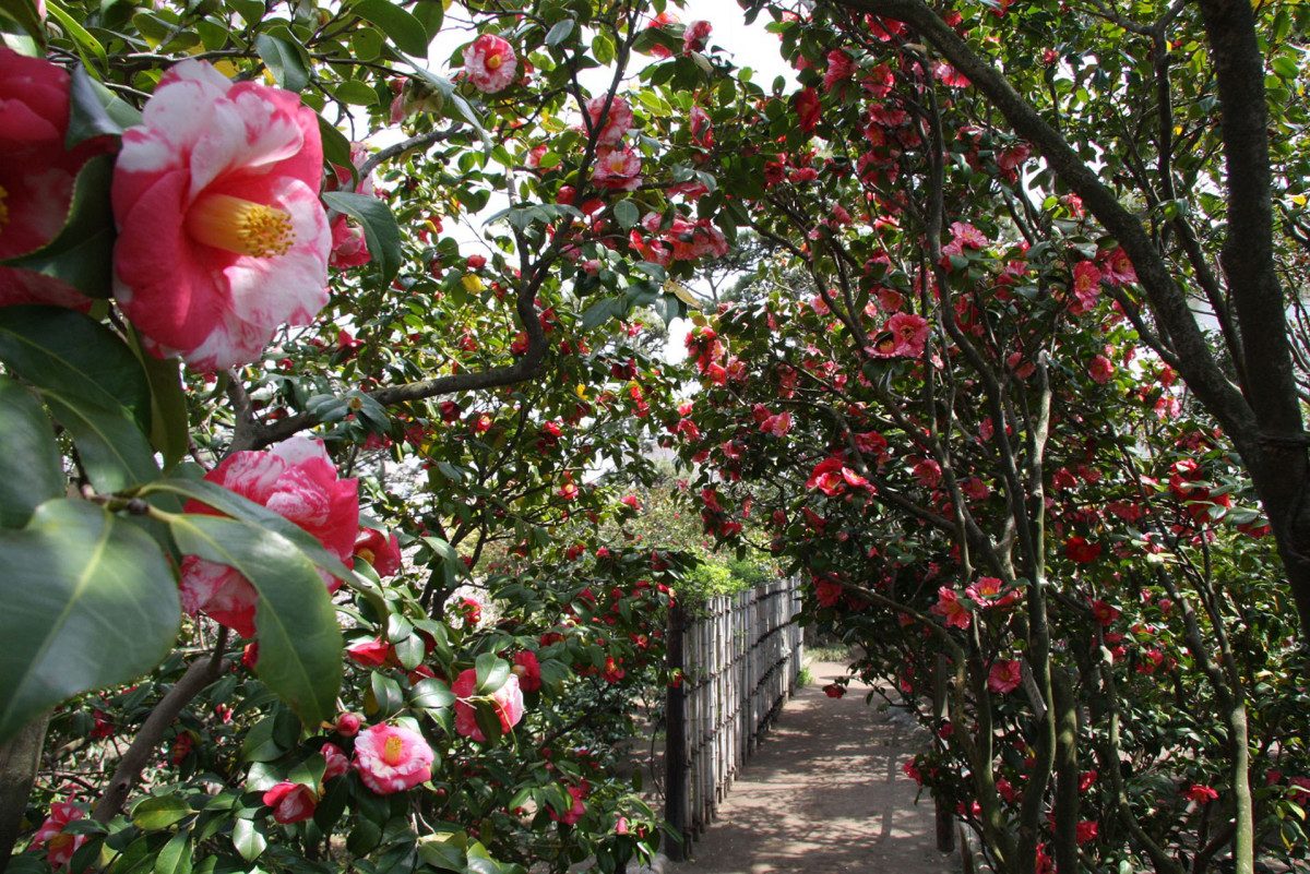 Himuro Camellia Garden