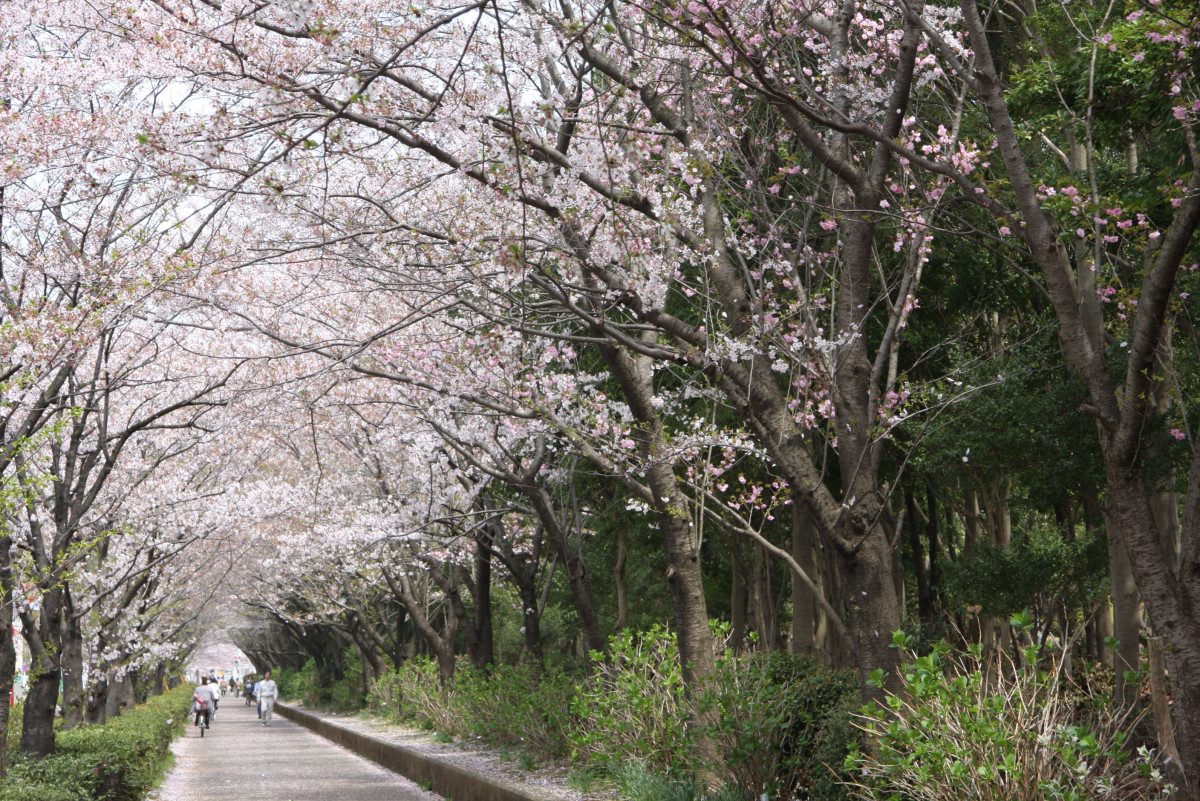 Daiichi Cutter Yellow Park (Central Park)