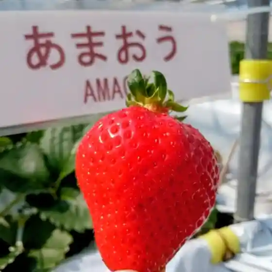 花立山ファーム