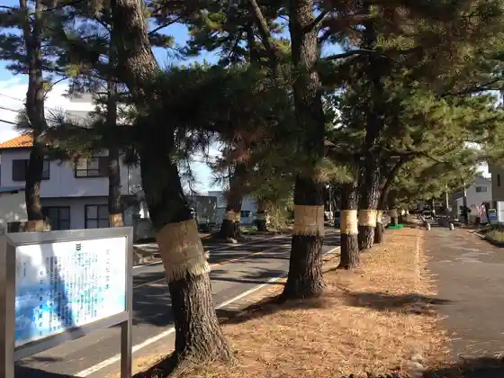 Tokaido Pine Avenue