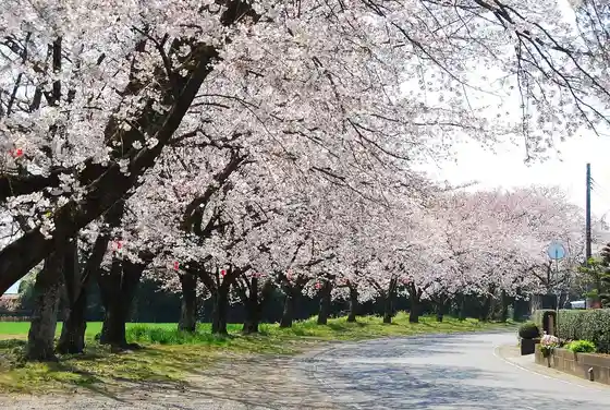 Nakajima Cherry Blossom Avenue