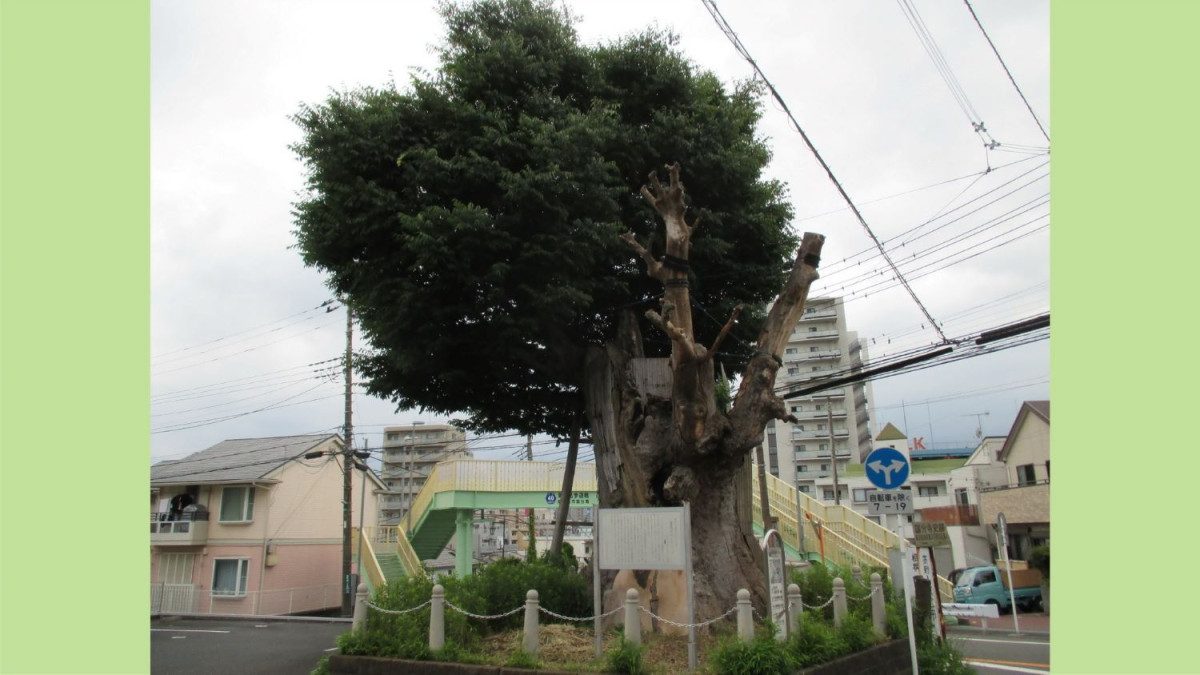 Great Zelkova of Ebina