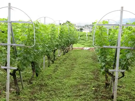 Kitanoro Winery