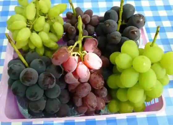 Satomi Farm