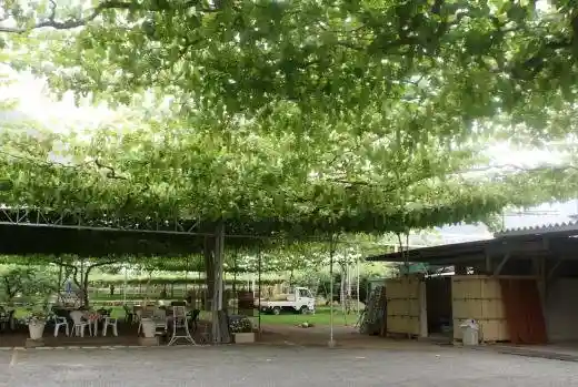 Ichifuru