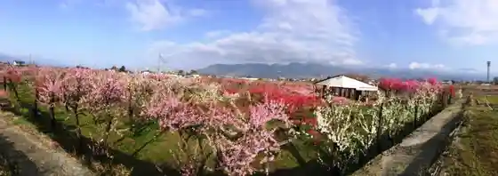 Marukita Flowering Peach Garden