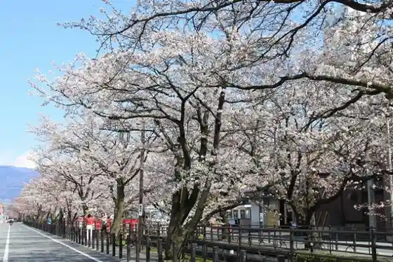 Cherry Blossoms on Sakura Onsen Street, Isawa Hot Springs