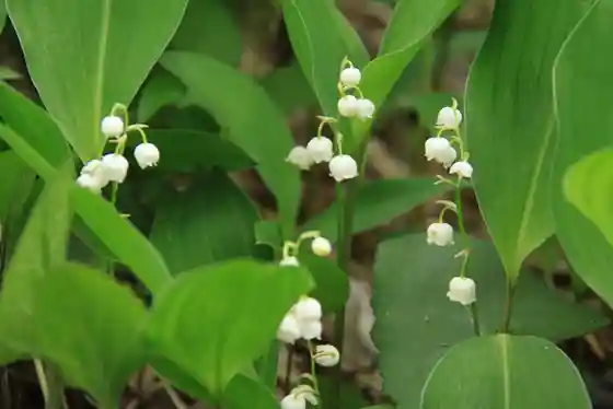 Ashigawa Lily-of-the-Valley Colony