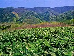 Mount Takito