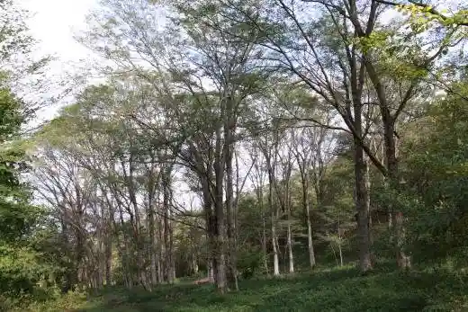Inayama Keyaki Forest
