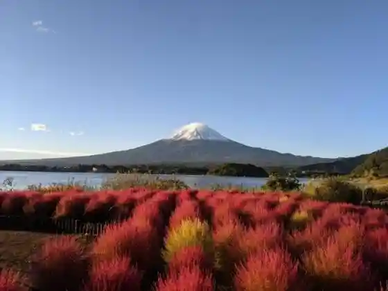 Kochia at Oishi Park