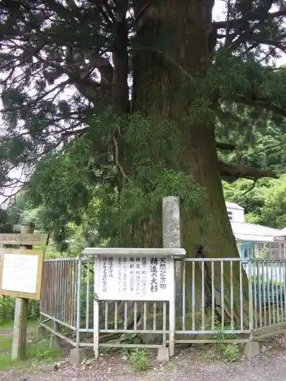 Great Cedar of Shoji