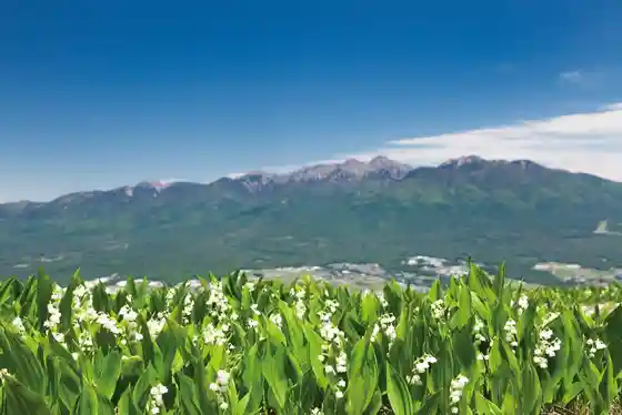 Lilies of the Valley on Mount Nyukasa