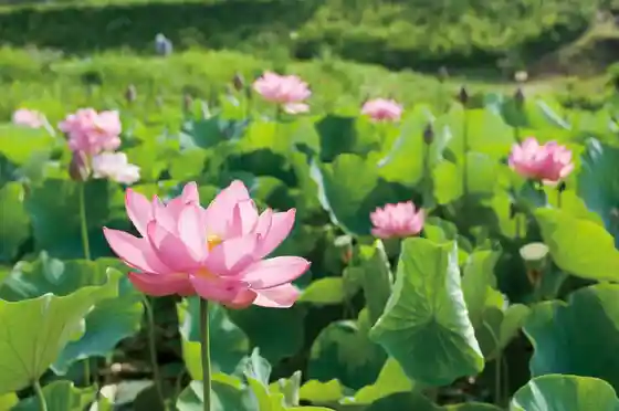 Lotuses at Idojiri Historic Site Park