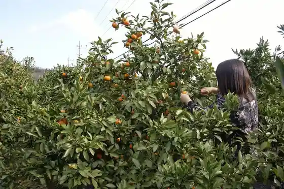 Sakurayama Park Mandarin Orchard