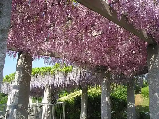 Wisteria Blooming Hill Park