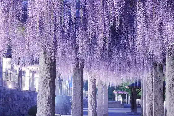 Fujioka Wisteria Festival