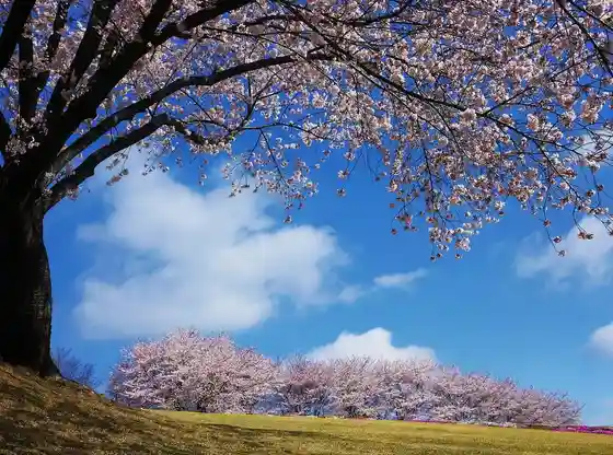 Cherry Blossom Illumination (Wisteria Bloom Hill)