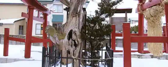 Old Yew Tree of Tokuge (Onko no Ki)