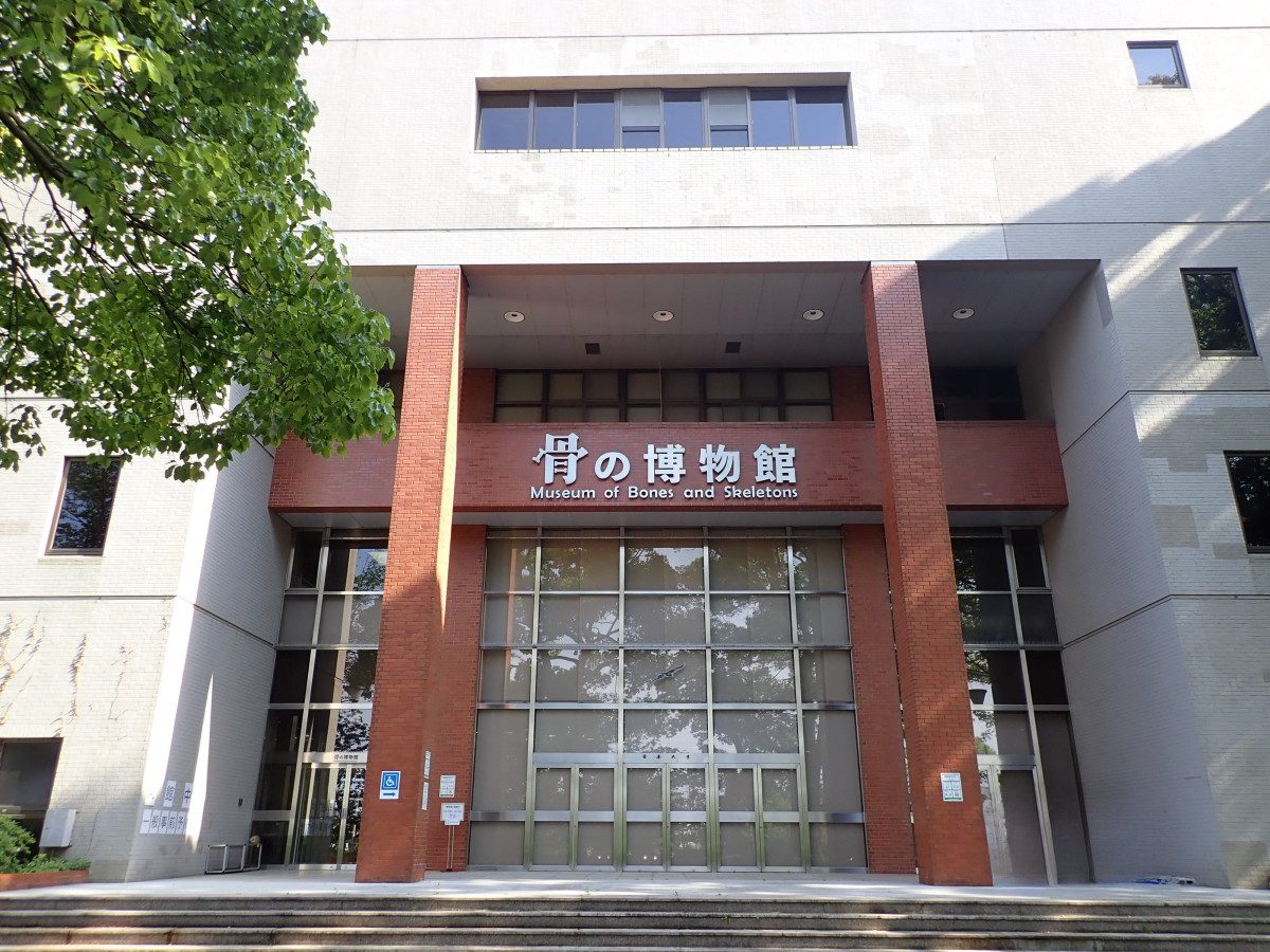 Nihon University College of Bioresource Sciences Museum (Bone Museum)