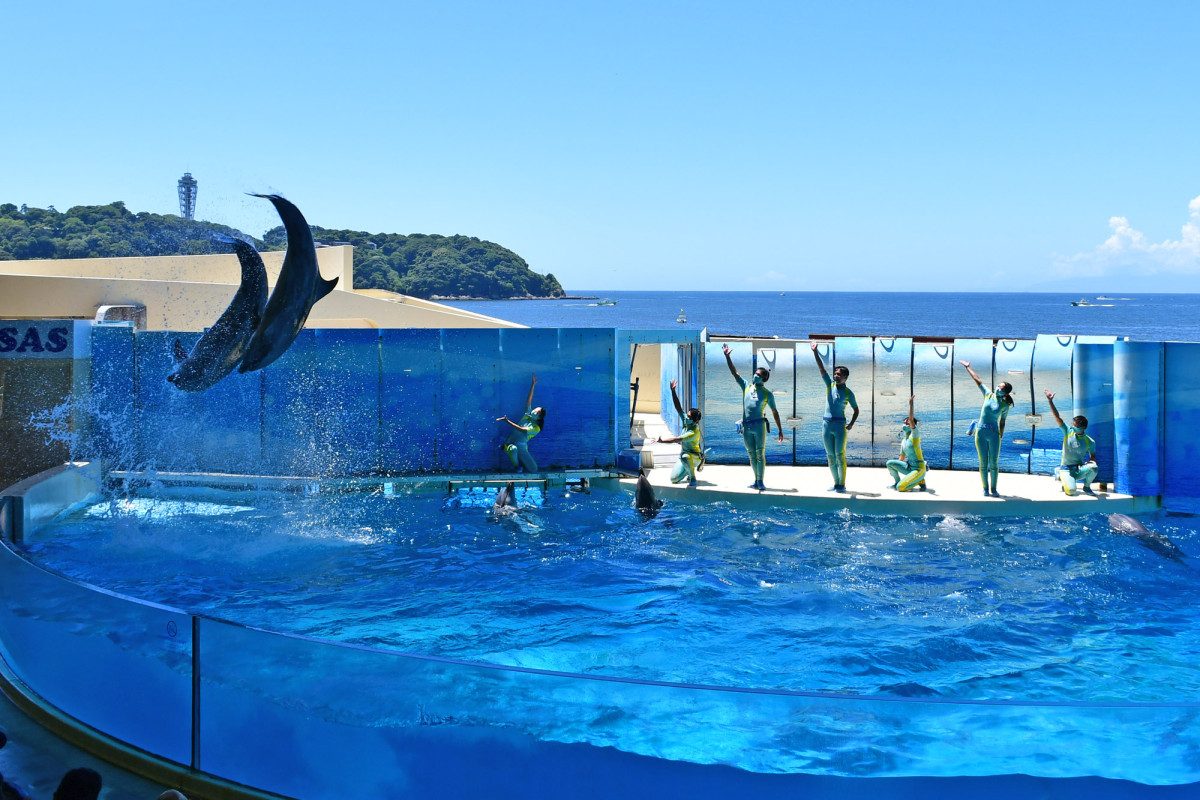 New Enoshima Aquarium