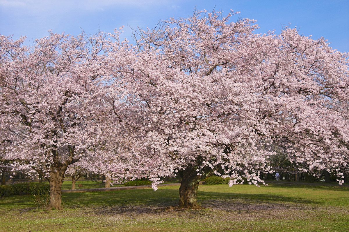 Cherry Blossoms at Oba Castle Ruins Park (Fujisawa City)