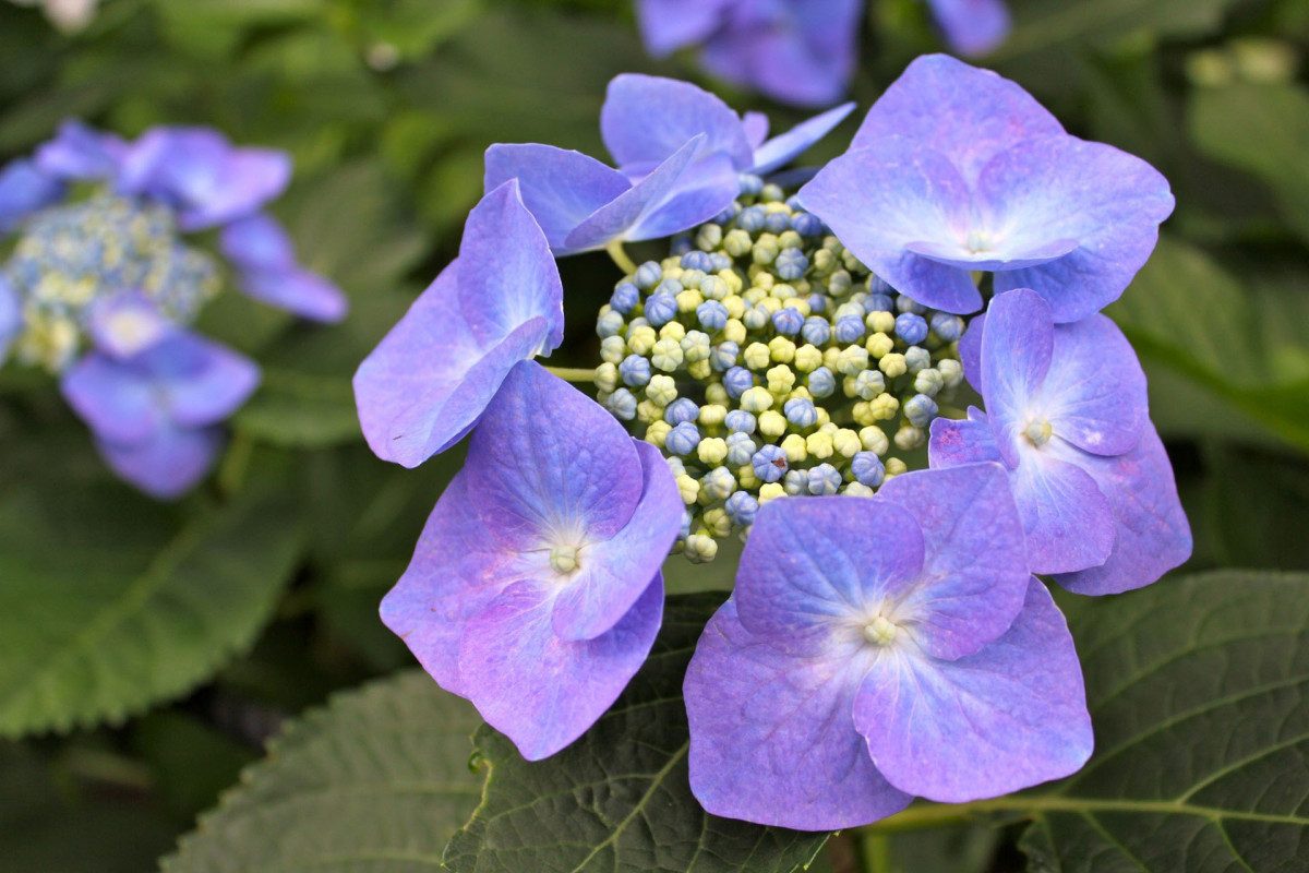 Oshimizu Sakaigawa Hydrangea Road