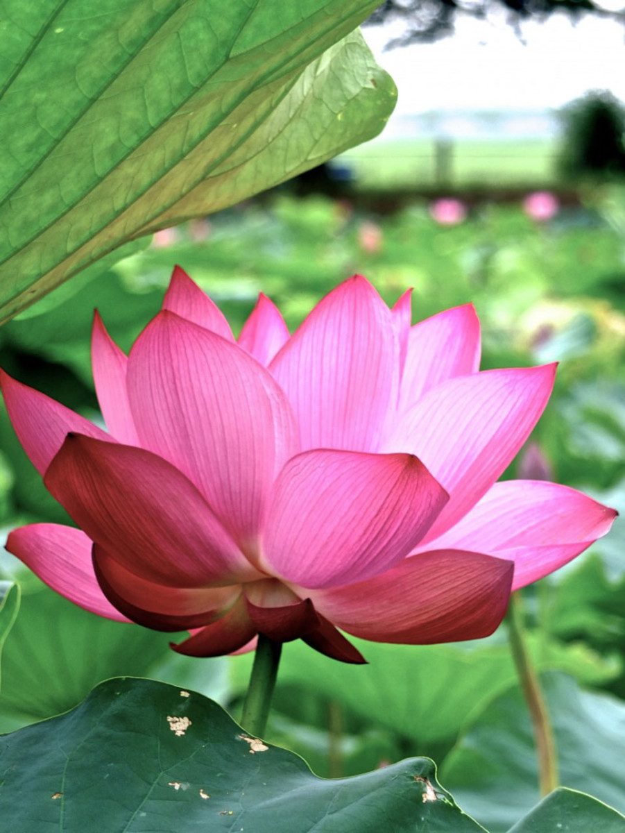 Hasu Pond