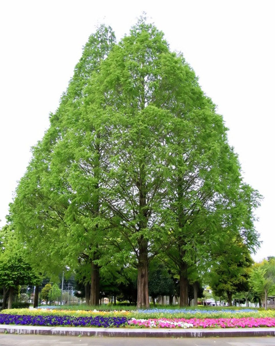 Funajizo Park
