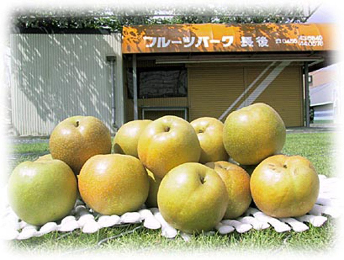 Fruit Park Chogo