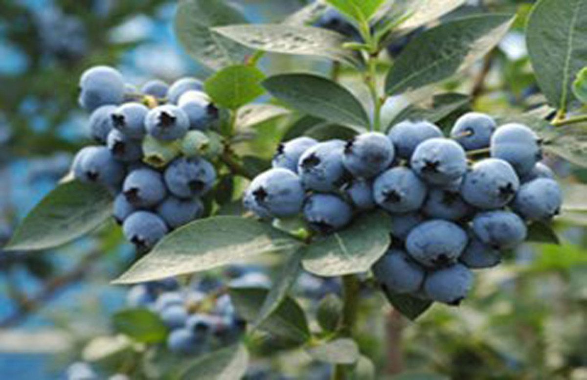 Miyahara Blueberry Picking Farm