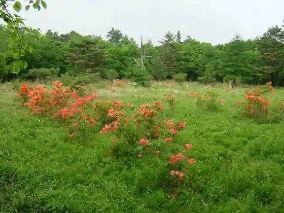 Tsutsujigahara