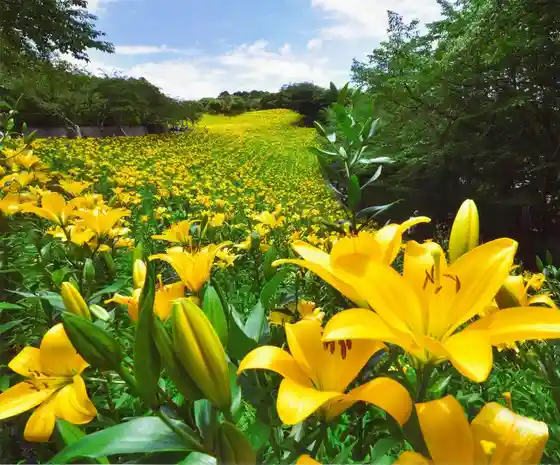 Kasui Lily Garden
