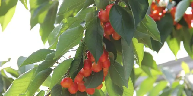 Sato Farm