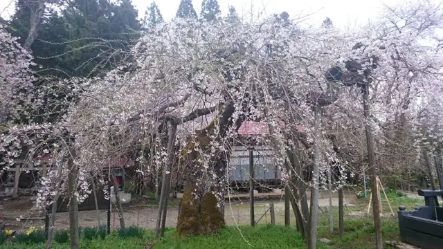 Sugi Itozakura Cherry