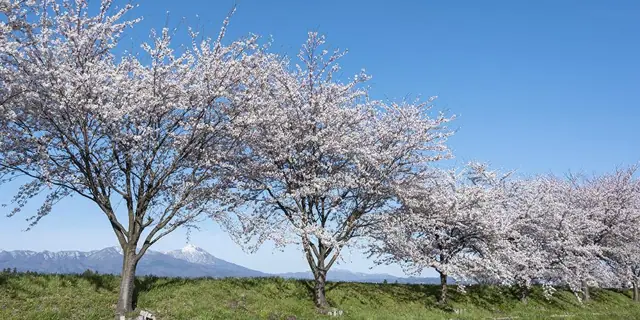 Tsurunuma Green Park