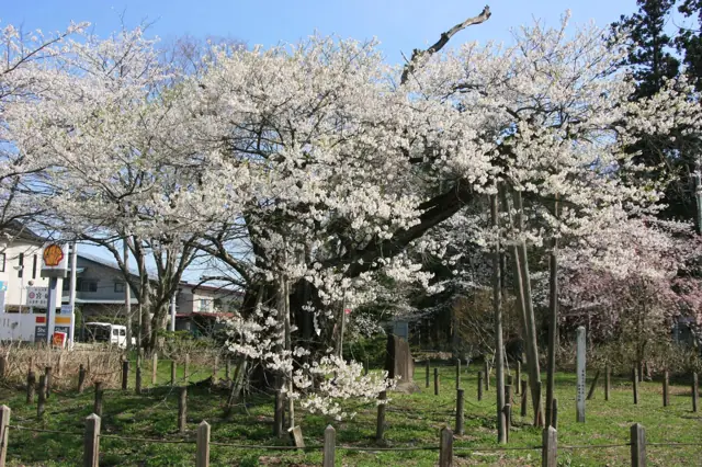 Jindai Cherry