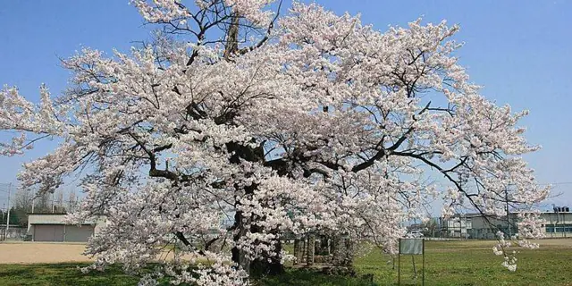 Furumita Cherry