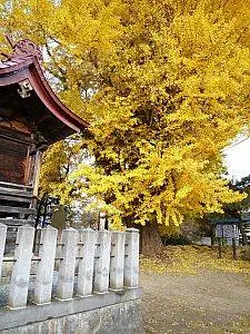 Great Ginkgo of Fujimaki Shrine