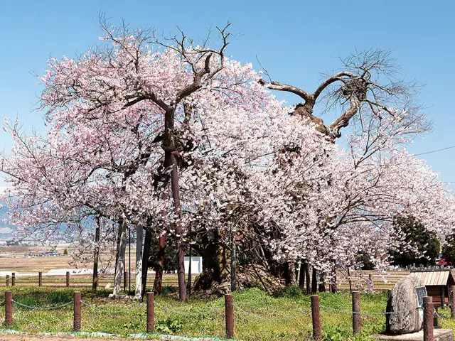 Chitose Cherry of Yonezawa