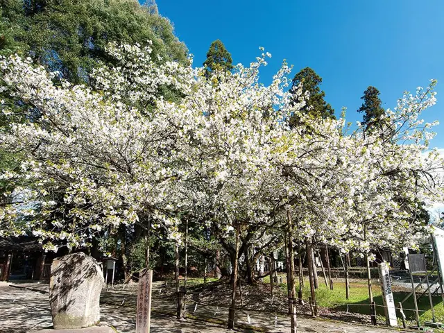 Usuzumi Cherry