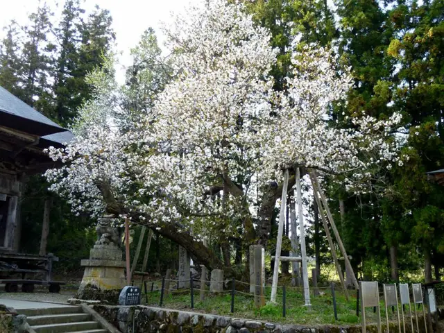 Toranoo Cherry