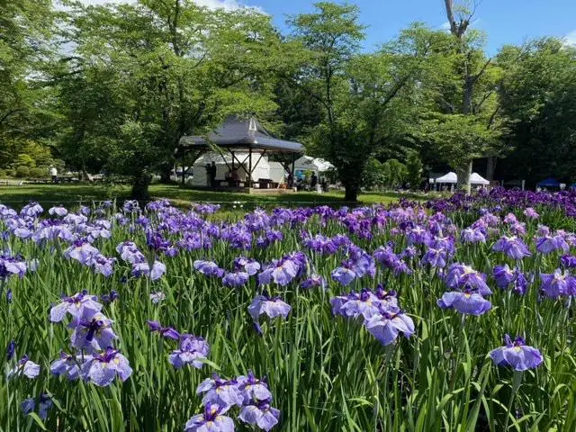 Aizumisato Iris Garden