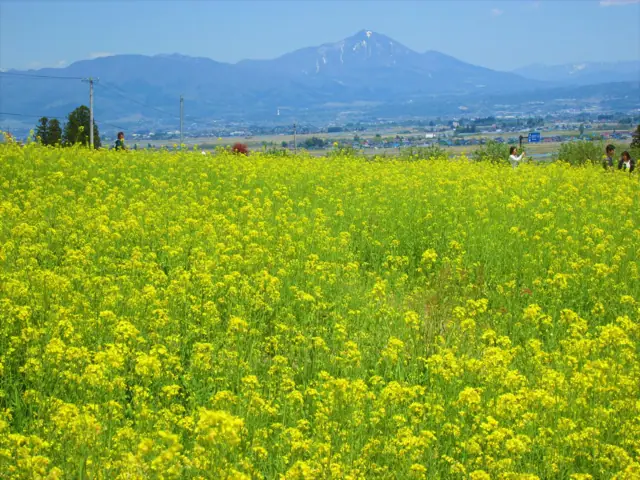 Rapeseed Fields of Yagisawa
