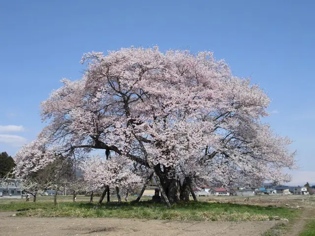 Tanemaki Cherry of Umanohaka