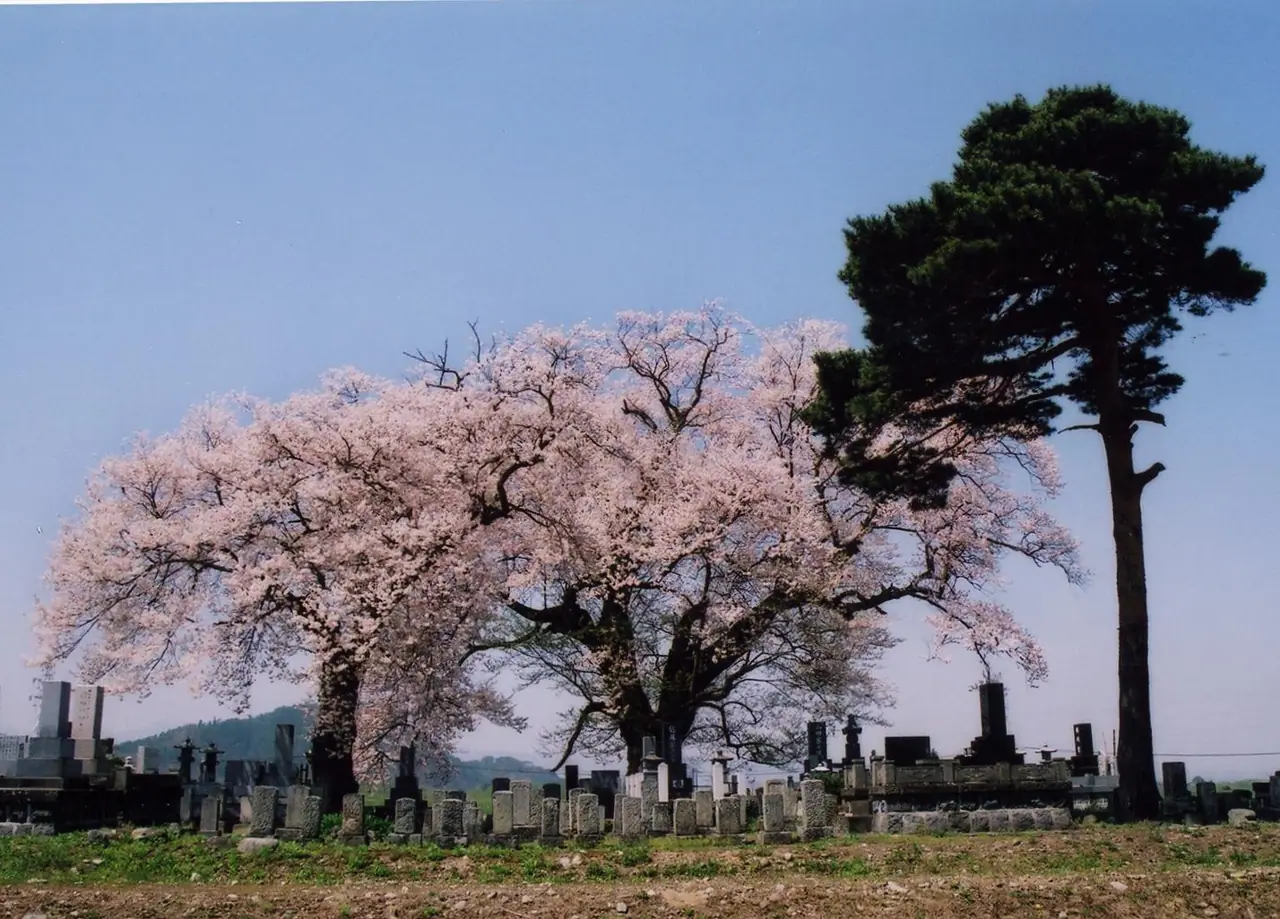 Ichi no Seki Haguro Bochi no Tanemaki Sakura