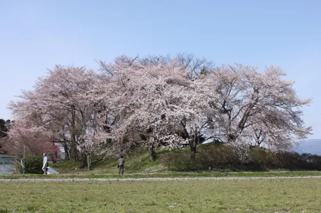 Cherry Blossoms at Kozashi Castle Ruins
